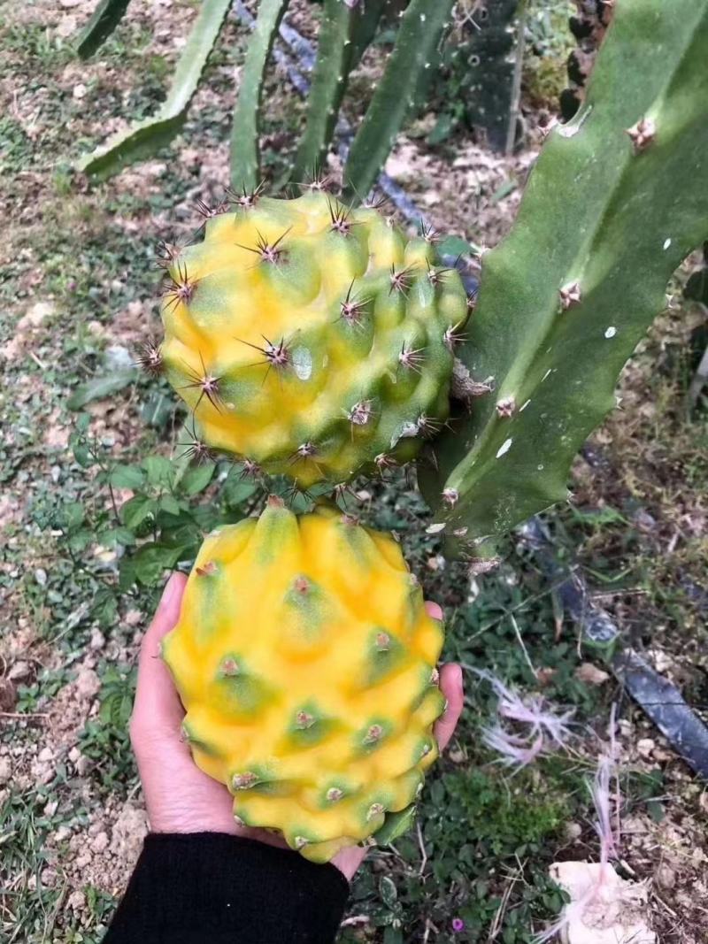 红心红肉火龙果苗四季树苗果树带根南北方种植阳台栽盆栽当年