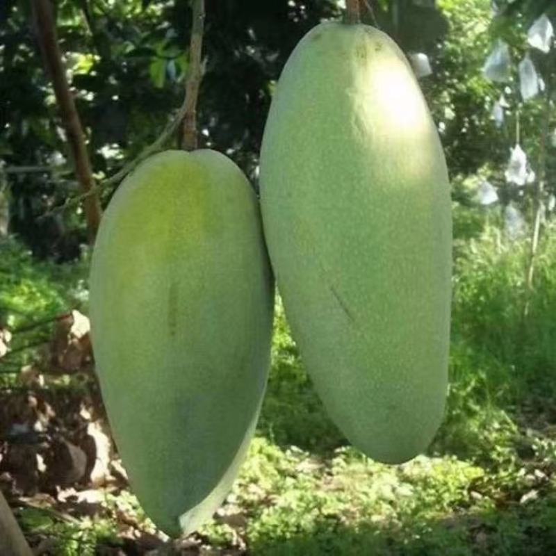 芒果树苗嫁接芒果苗南方北方种植澳芒四季芒红象牙金煌芒当年