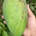 芒果树苗嫁接芒果苗南方北方种植澳芒四季芒红象牙金煌芒当年