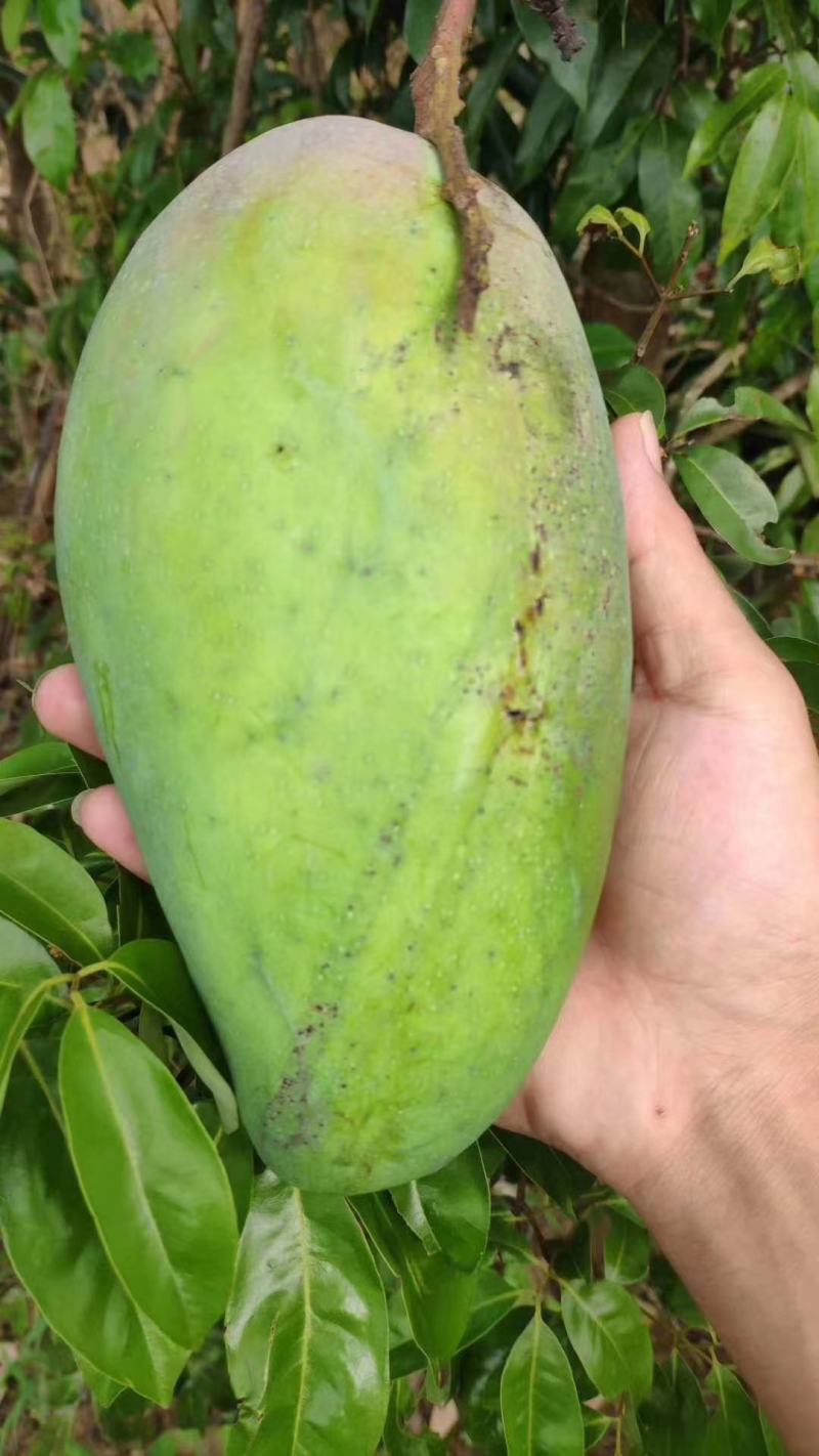 芒果树苗嫁接芒果苗南方北方种植澳芒四季芒红象牙金煌芒当年