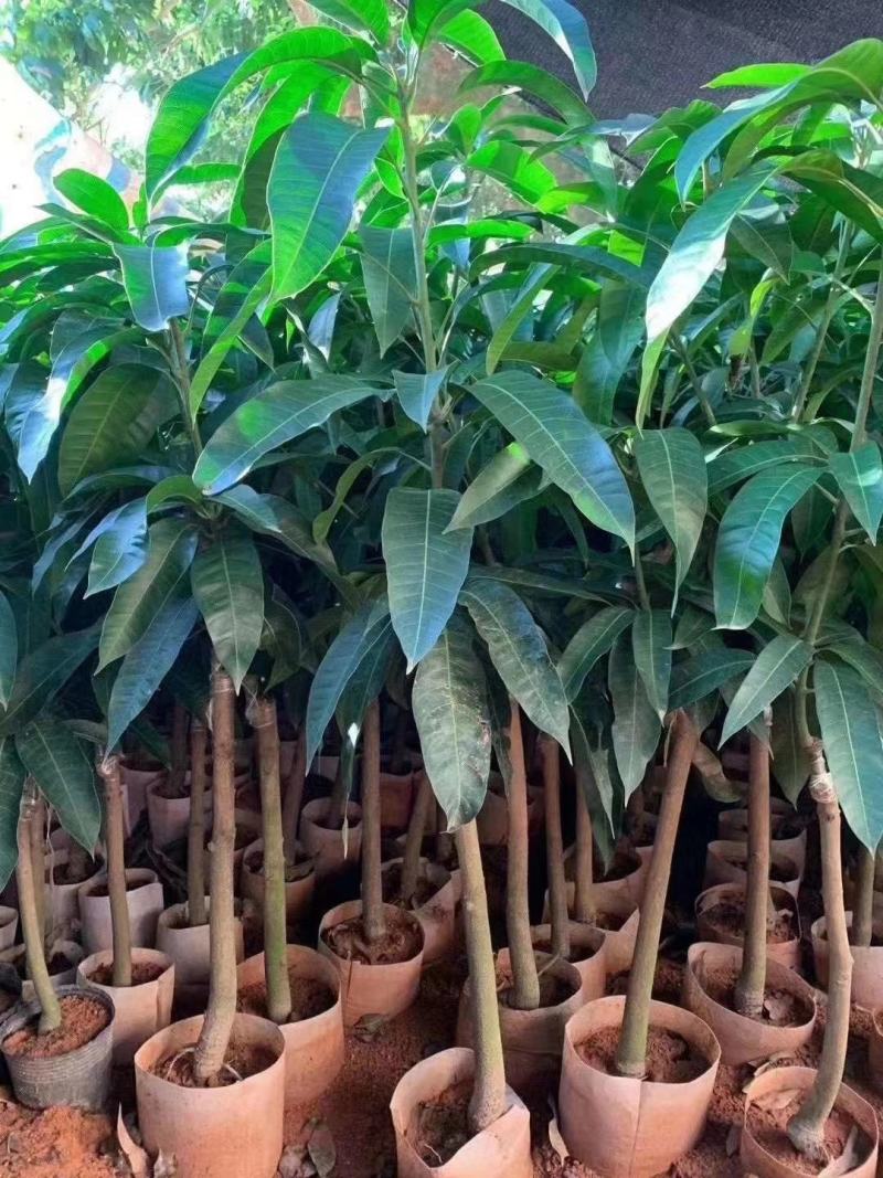 芒果树苗嫁接芒果苗南方北方种植澳芒四季芒红象牙金煌芒当年