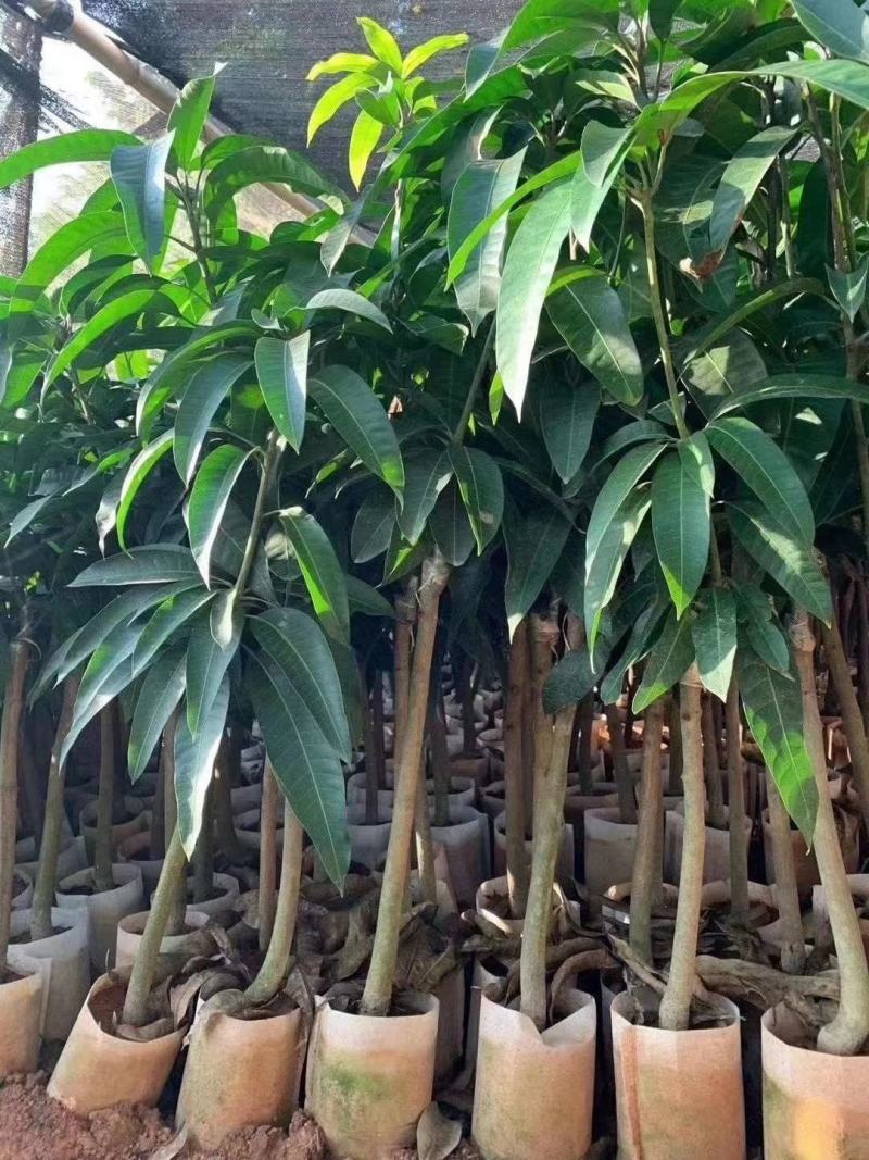 芒果树苗嫁接芒果苗南方北方种植澳芒四季芒红象牙金煌芒当年