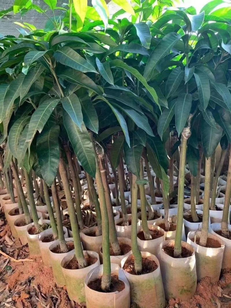 芒果树苗嫁接芒果苗南方北方种植澳芒四季芒红象牙金煌芒当年