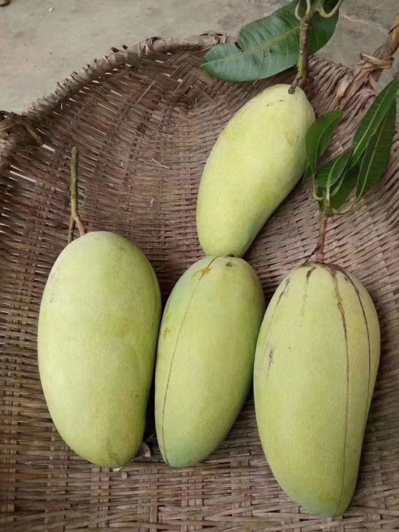 芒果树苗嫁接芒果苗南方北方种植澳芒四季芒红象牙金煌芒当年