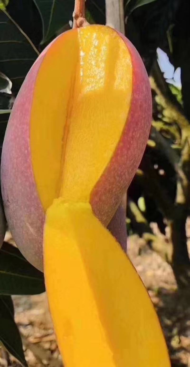 芒果树苗嫁接芒果苗南方北方种植澳芒四季芒红象牙金煌芒当年