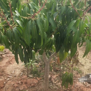 芒果树苗嫁接芒果苗南方北方种植澳芒四季芒红象牙金煌芒当年