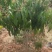 芒果树苗嫁接芒果苗南方北方种植澳芒四季芒红象牙金煌芒当年