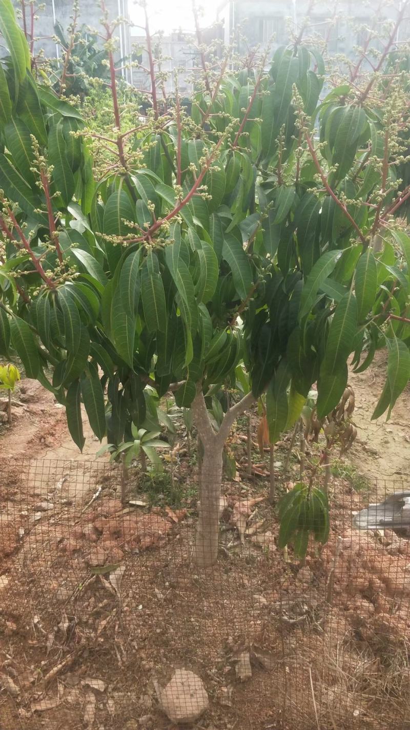 芒果树苗嫁接芒果苗南方北方种植澳芒四季芒红象牙金煌芒当年