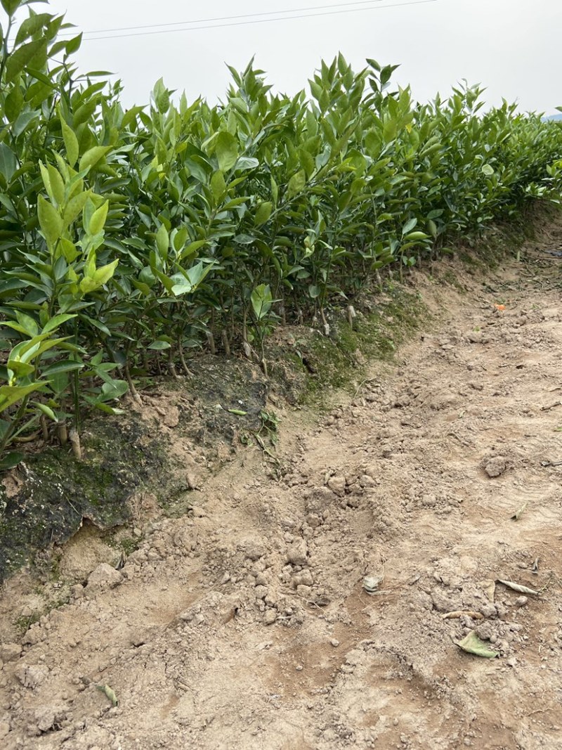 皇帝柑，优良品种，无病虫害，诚信第一，，