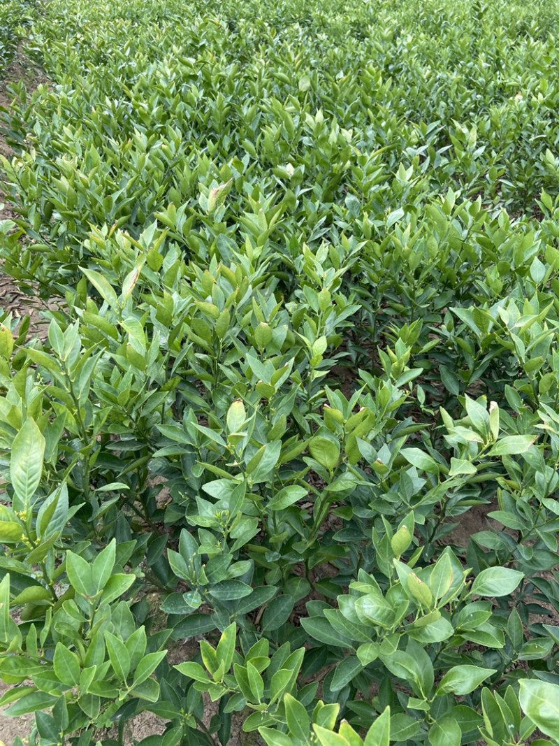 皇帝柑，优良品种，无病虫害，诚信第一，，