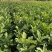青柚红宝石，无病虫害，优良品种，诚信第一