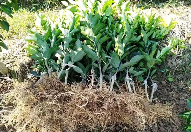 金桔根系与土壤环境示意图