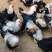 供应，芦花阉，五黑阉，180天均重5斤45，（大阉）