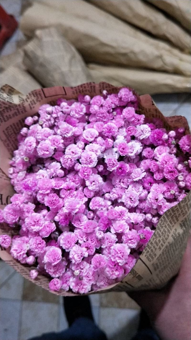 满天星鲜切花，吸色，原色