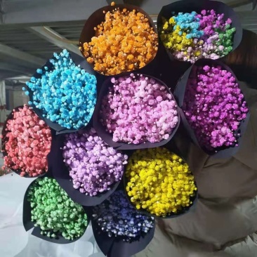 满天星鲜切花，吸色，原色