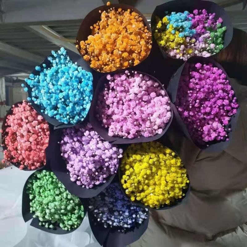 满天星鲜切花，吸色，原色