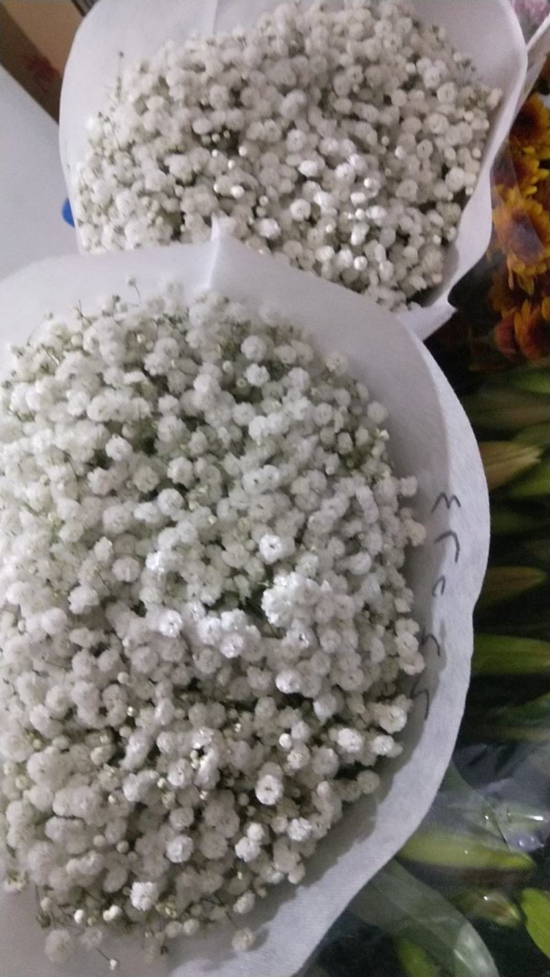 满天星鲜切花，吸色，原色