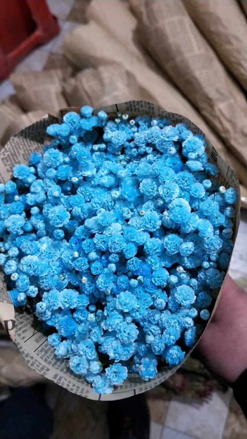 满天星鲜切花，吸色，原色