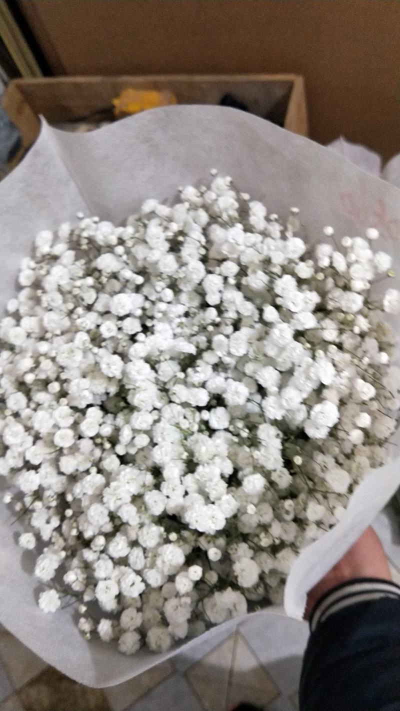 满天星鲜切花，吸色，原色