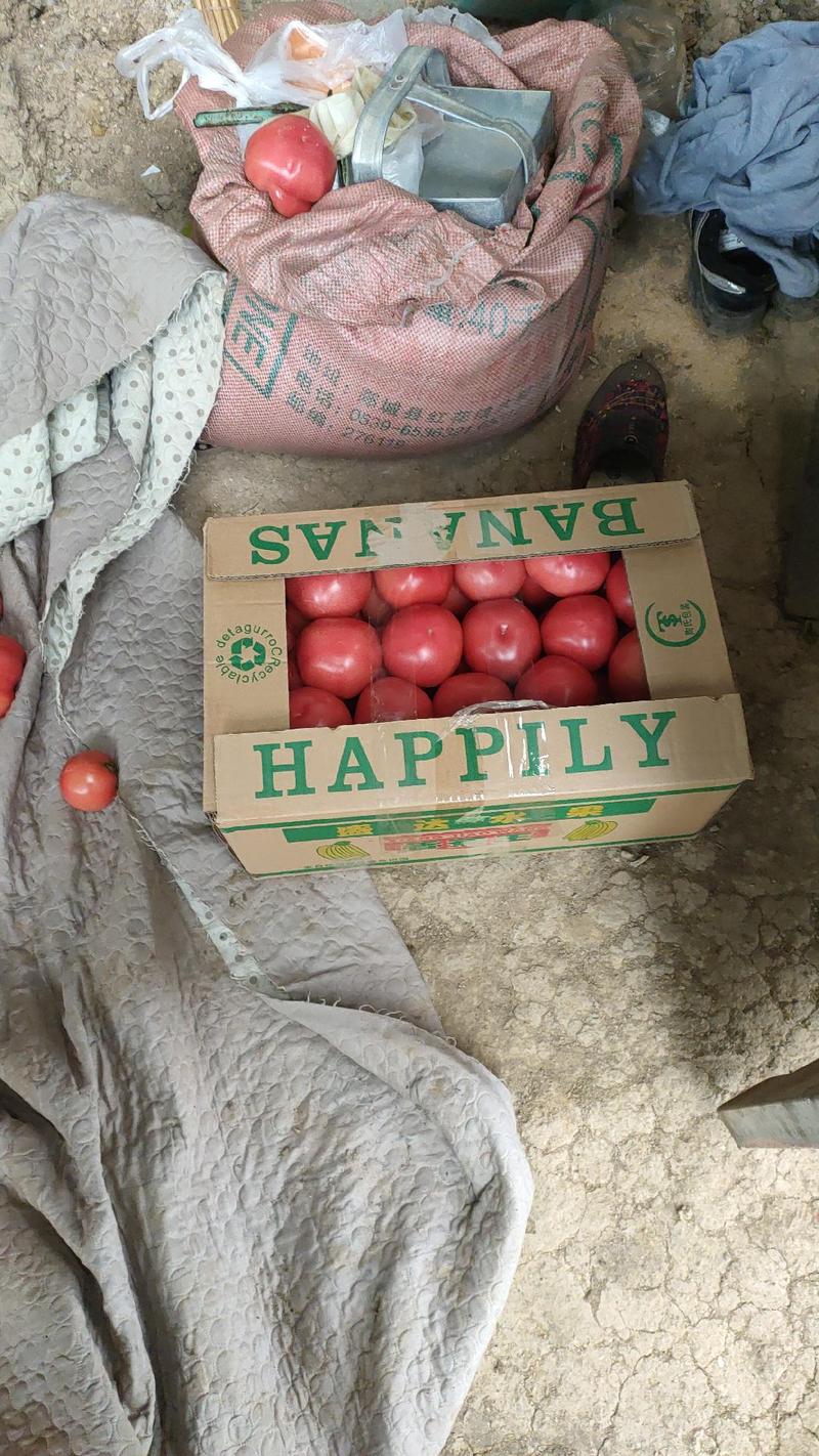 沙瓤普罗旺斯水果西红柿番茄甜度达标口感非常好欢迎订购