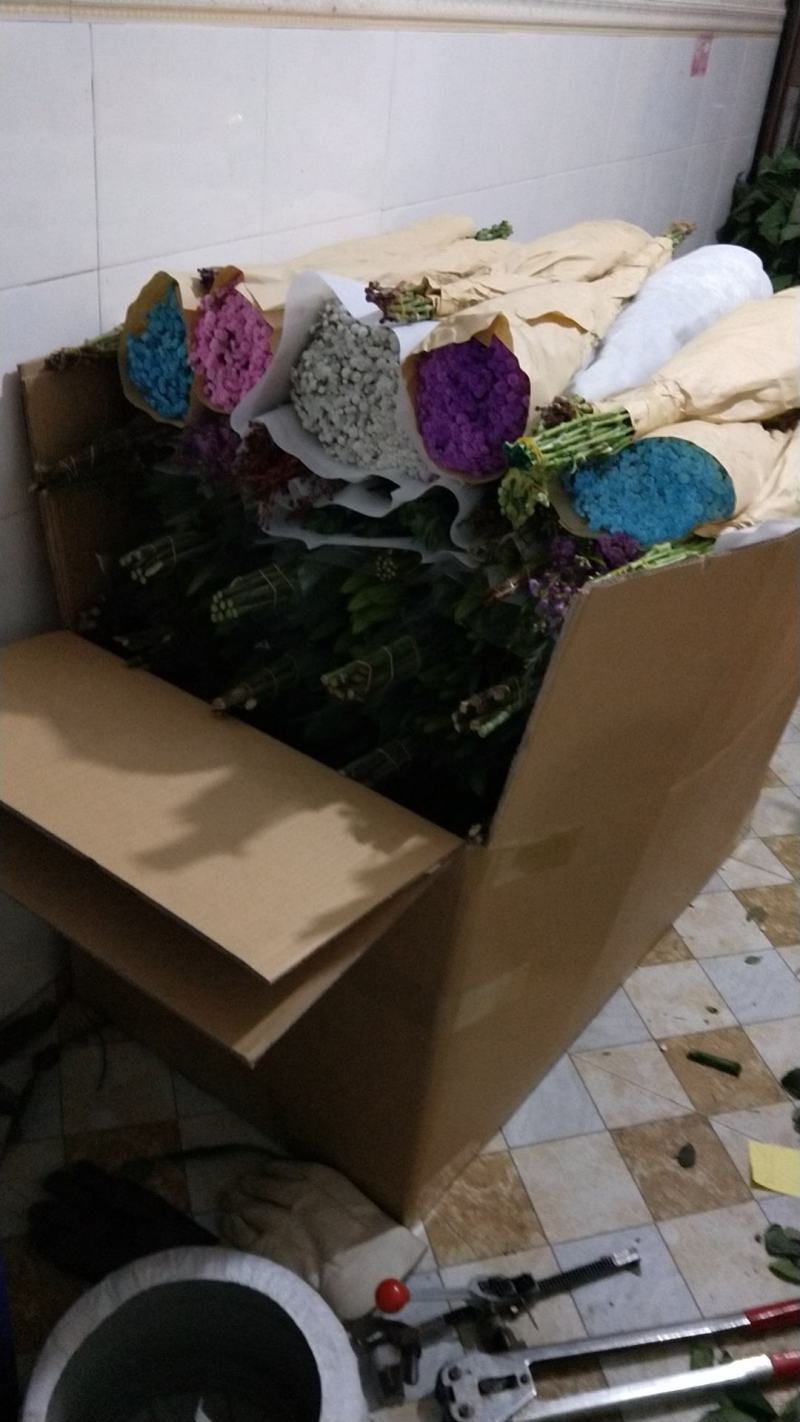 勿忘我鲜切花，低价批发