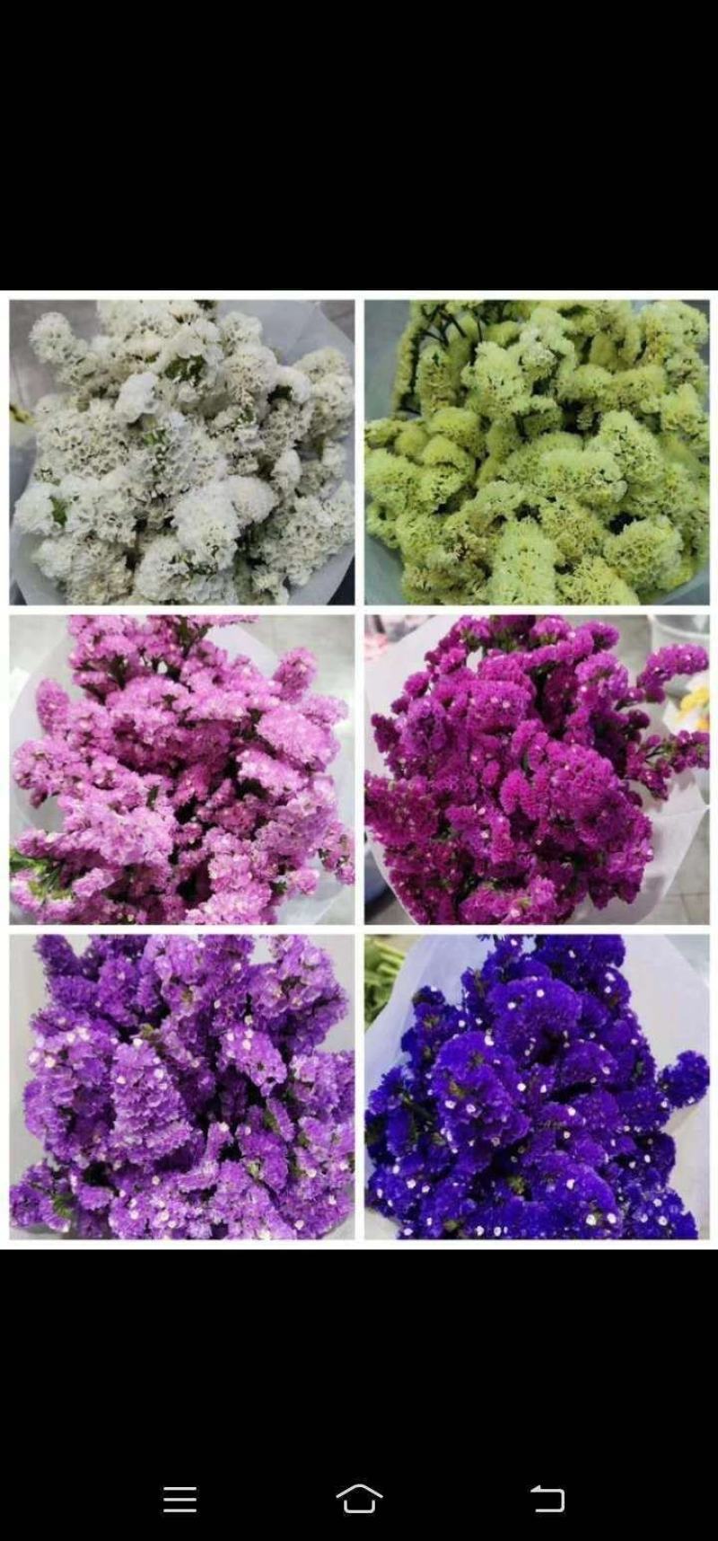 勿忘我鲜切花，低价批发
