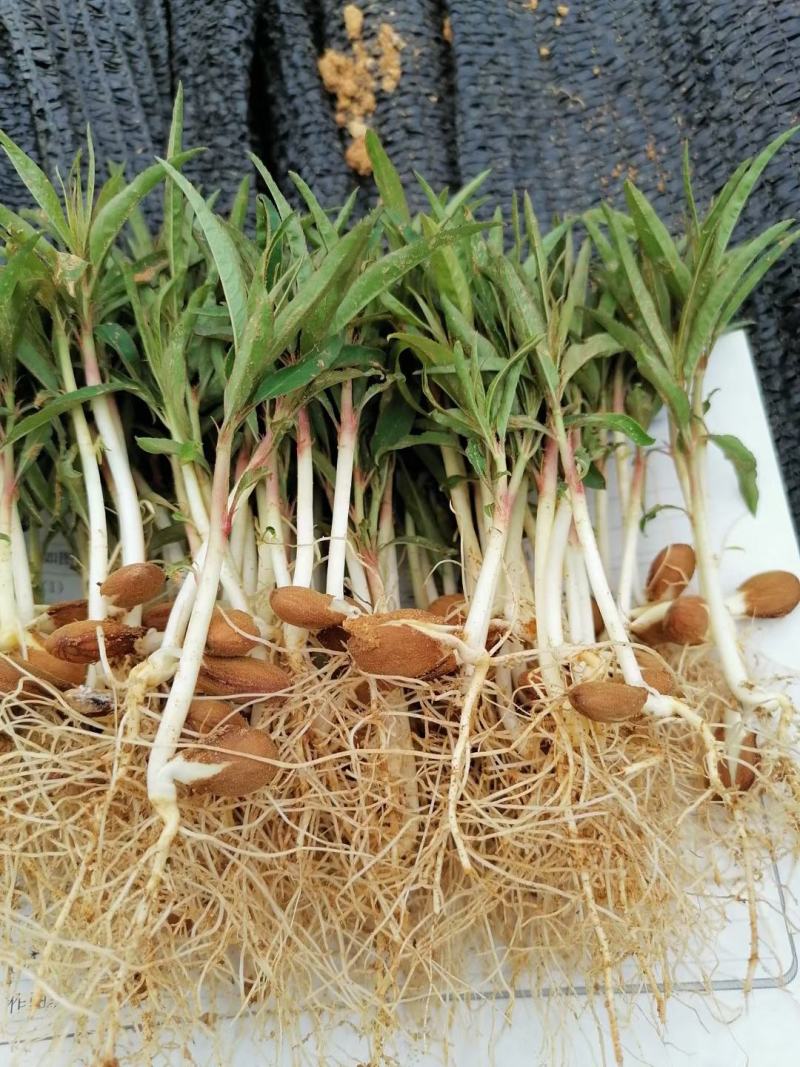 毛桃小苗，毛桃苗，毛桃芽苗，嫁接各种桃子苗