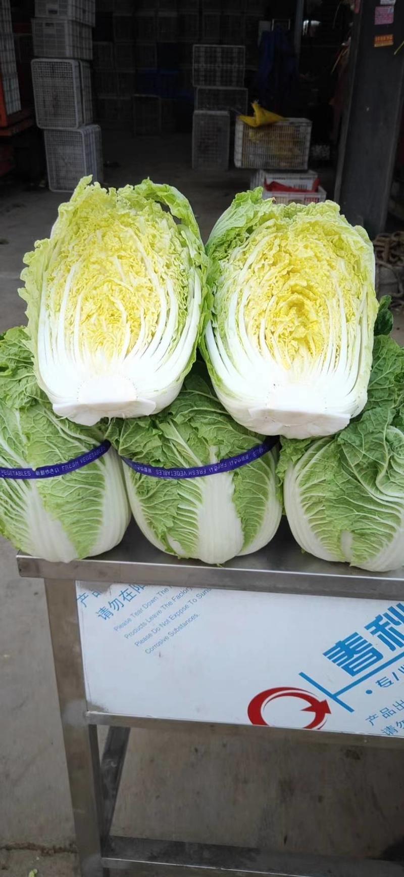 黄心白菜毛菜7斤以上基地批发，质量保证！