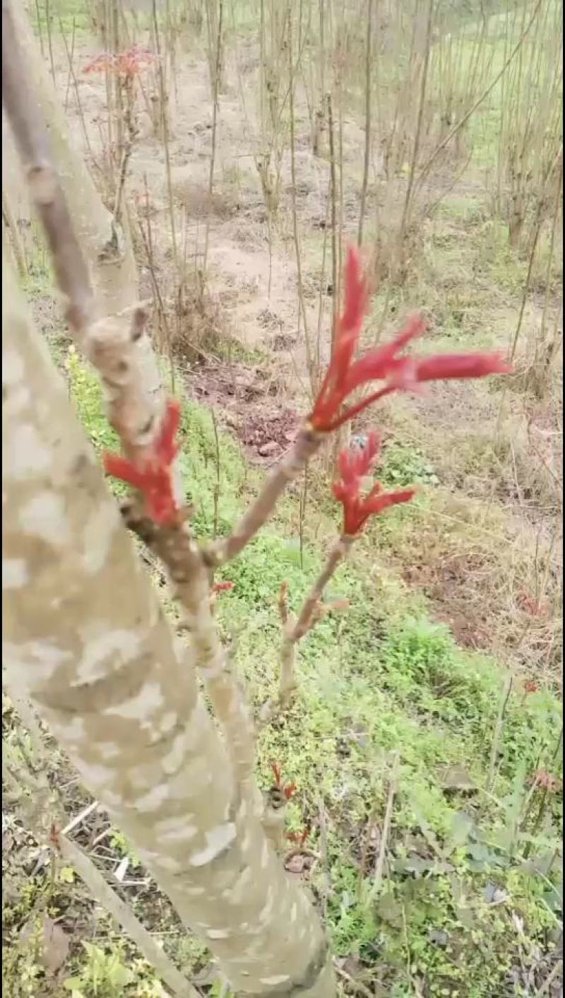 四川大竹二郎红油香椿大量上市，欢迎订购