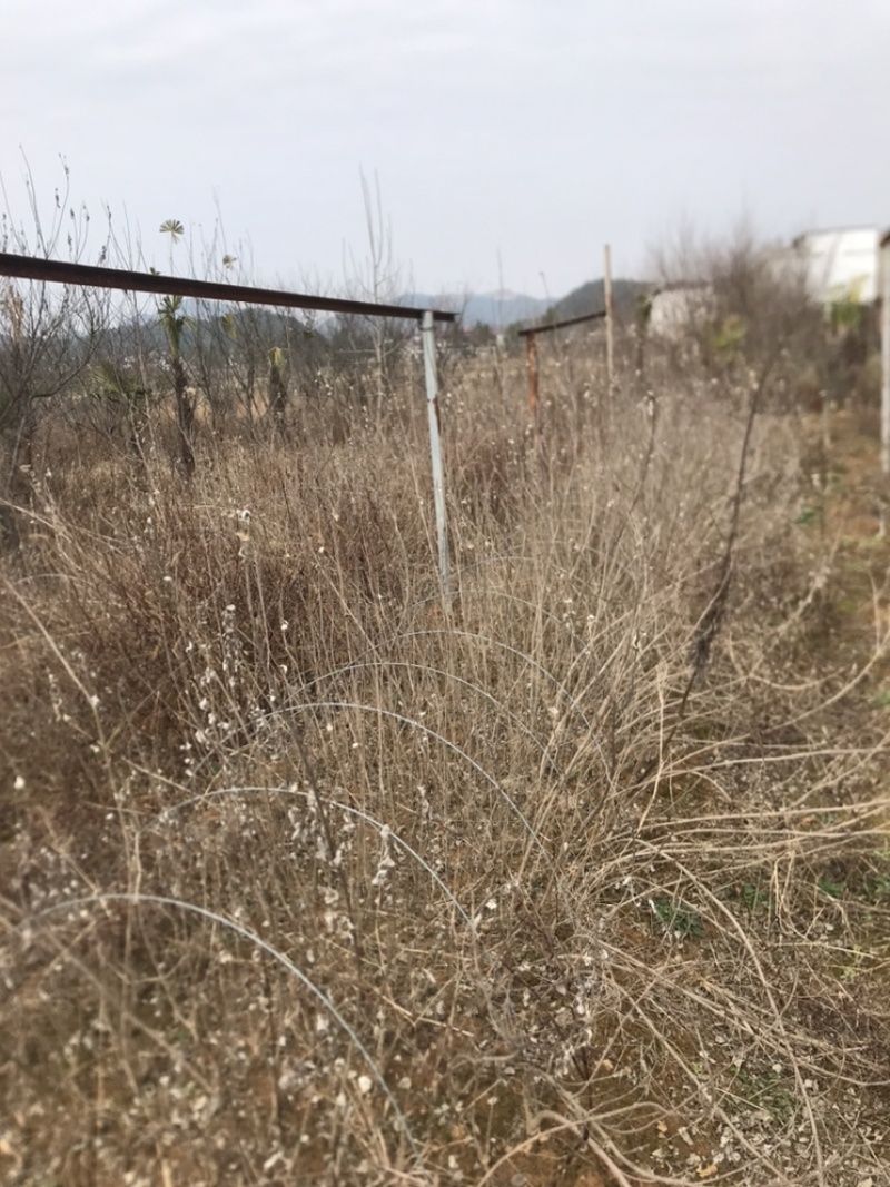 正宗江西单叶蔓京子当年挂果苗