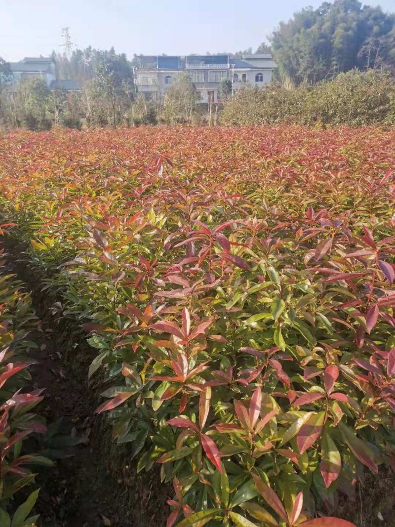 供应一年生木荷小苗，木荷1-4公分木荷大量出售