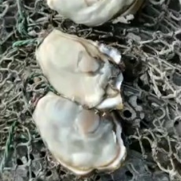 生蚝牡蛎
