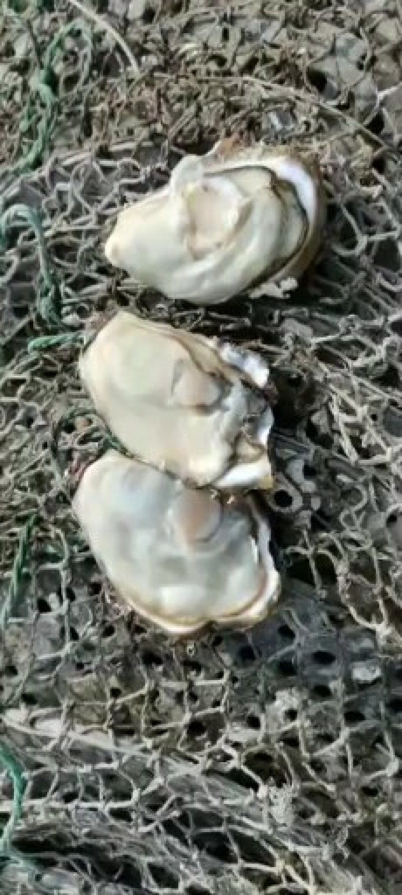 生蚝牡蛎