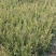 塔柏苗30~300cm基地批发销售苏北专业塔柏种植基地