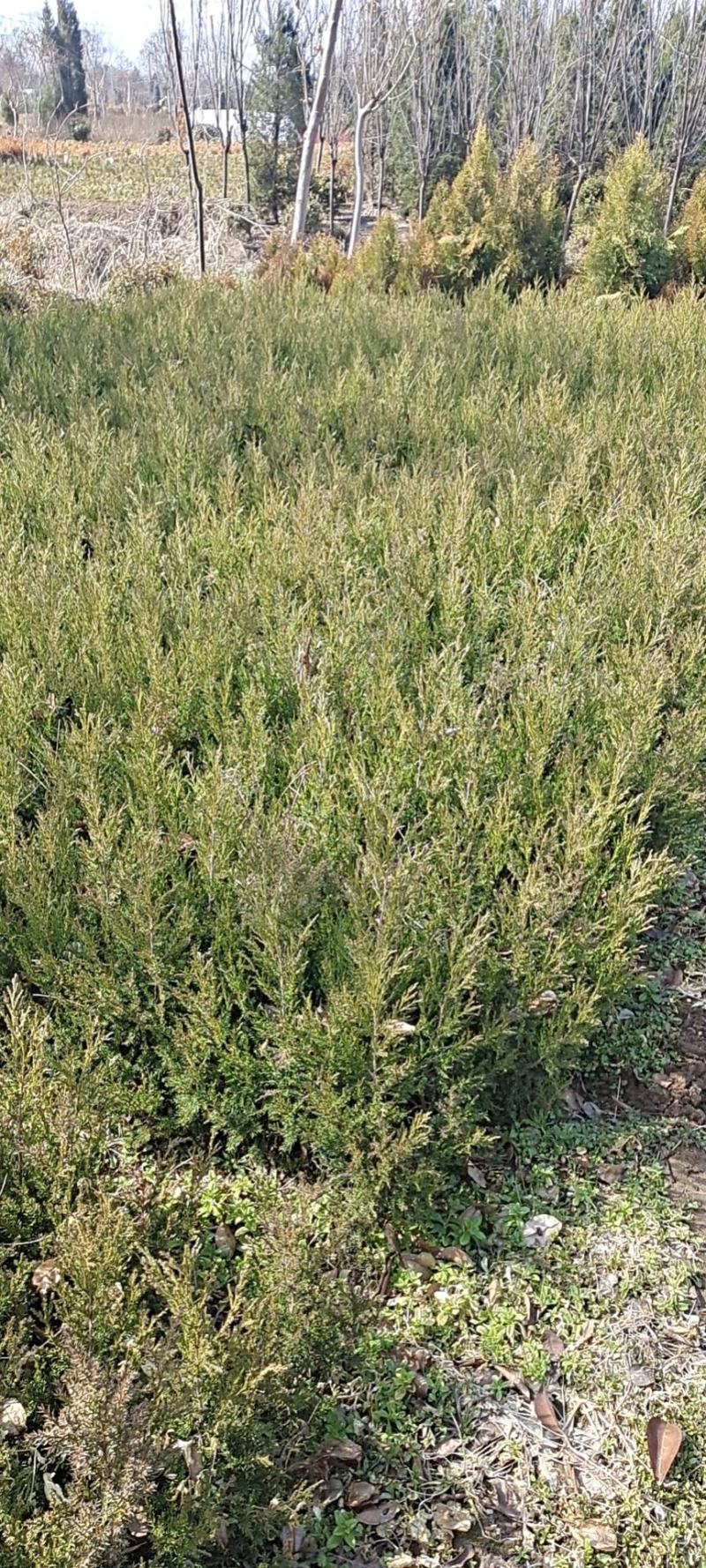 塔柏苗30~300cm基地批发销售苏北专业塔柏种植基地