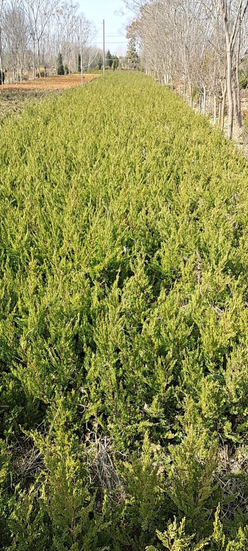 塔柏苗30~300cm基地批发销售苏北专业塔柏种植基地