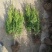 塔柏苗30~300cm基地批发销售苏北专业塔柏种植基地