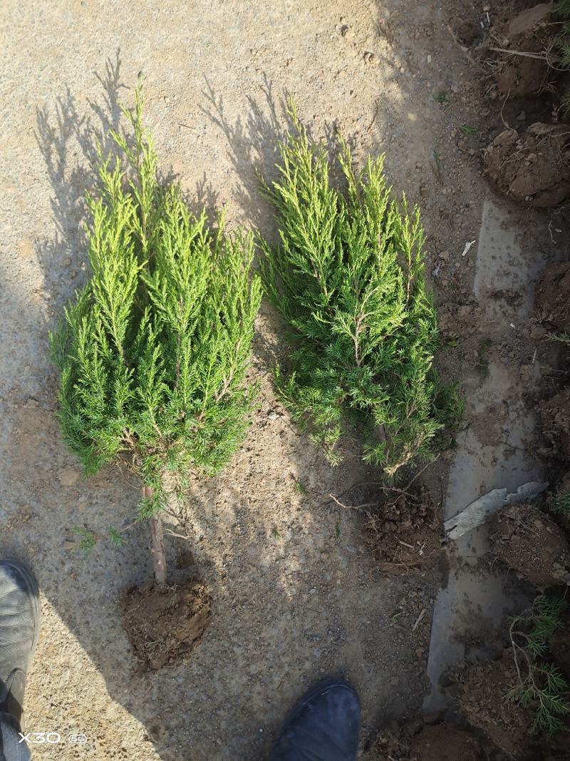 塔柏苗30~300cm基地批发销售苏北专业塔柏种植基地