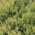 塔柏苗30~300cm基地批发销售苏北专业塔柏种植基地