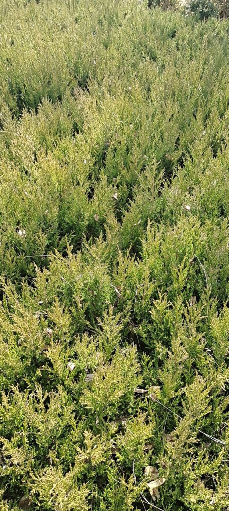 塔柏苗30~300cm基地批发销售苏北专业塔柏种植基地