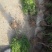塔柏苗30~300cm基地批发销售苏北专业塔柏种植基地