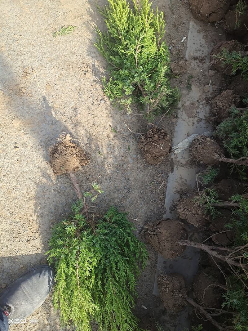 塔柏苗30~300cm基地批发销售苏北专业塔柏种植基地