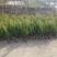 塔柏苗30~300cm基地批发销售苏北专业塔柏种植基地