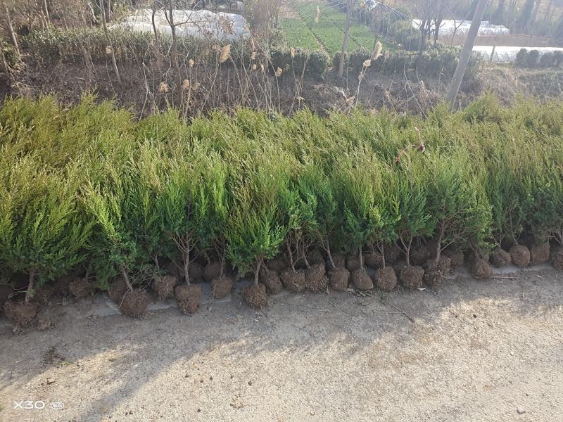 塔柏苗30~300cm基地批发销售苏北专业塔柏种植基地