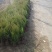 塔柏苗30~300cm基地批发销售苏北专业塔柏种植基地