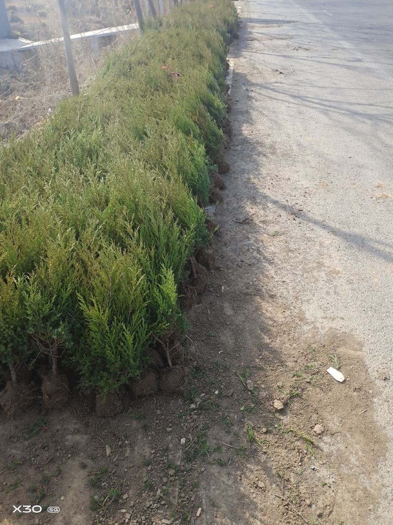 塔柏苗30~300cm基地批发销售苏北专业塔柏种植基地