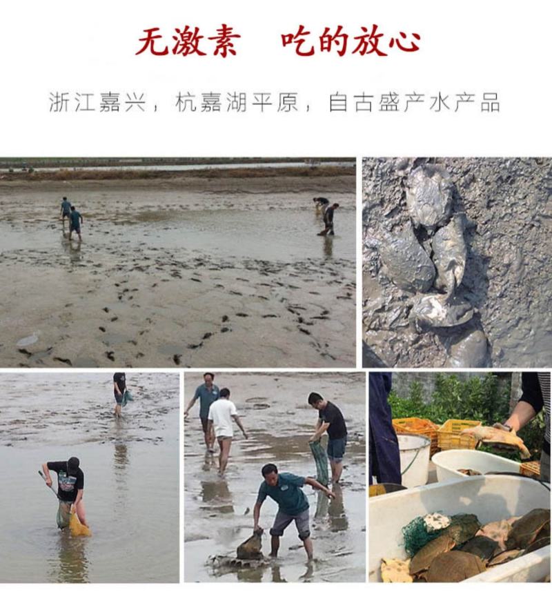 包邮包活！外塘甲鱼，一只包邮到家，生态环境外塘甲鱼