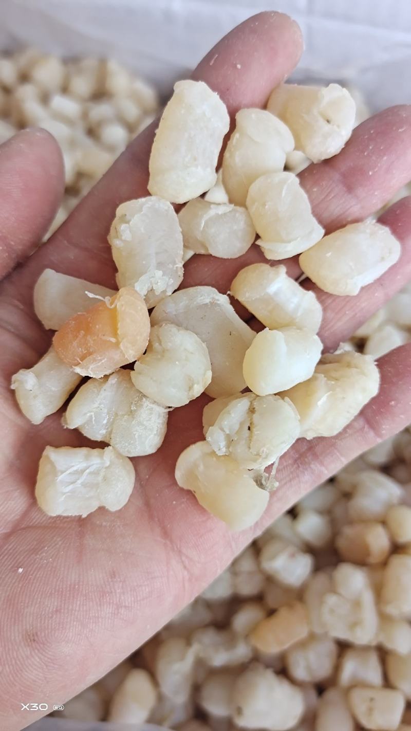 扇贝丁瑶柱各种规格都有质量好无沙一手货源产地直供