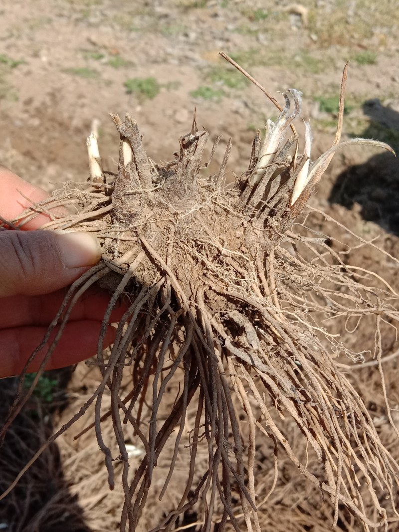 北苍术苗，两年育，正在走货中包成活包技术指导。