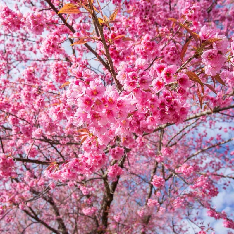 樱花樱花小苗樱花树苗日本樱花苗